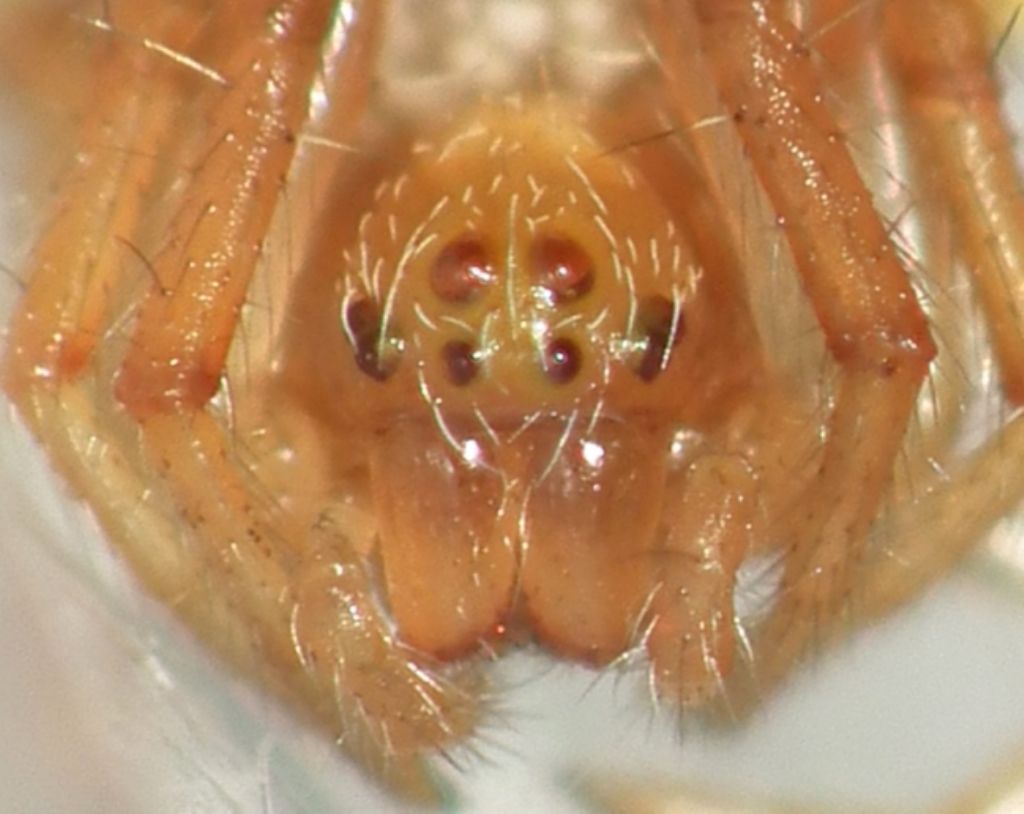 Araneidae ID